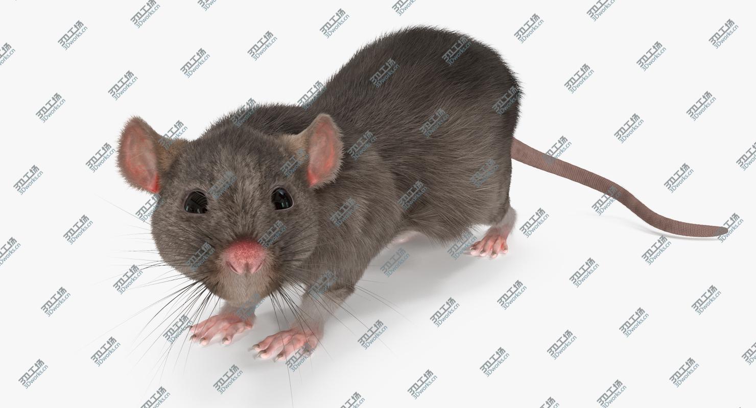 images/goods_img/2021040234/3D Rat Rigged/2.jpg